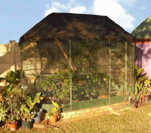 Aviary set up for chameleons in South Africa
