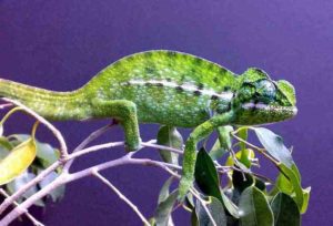 Carpet chameleon male