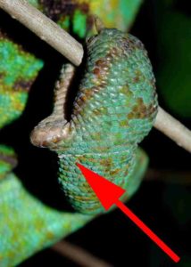 Veiled Chameleon Tarsal spur