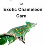 Chameleon books cover 