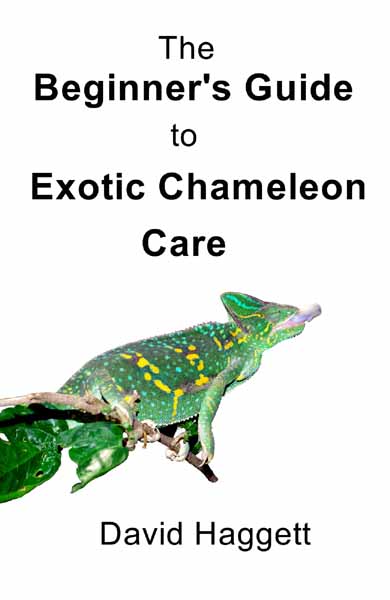 The Beginner's Guide To Exotic Chameleon Care - SA-Chameleons