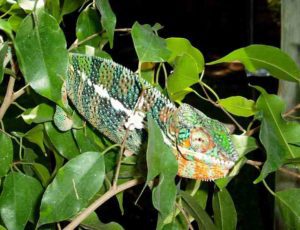 Ambanja Panther chameleon - dark green stripes and orange