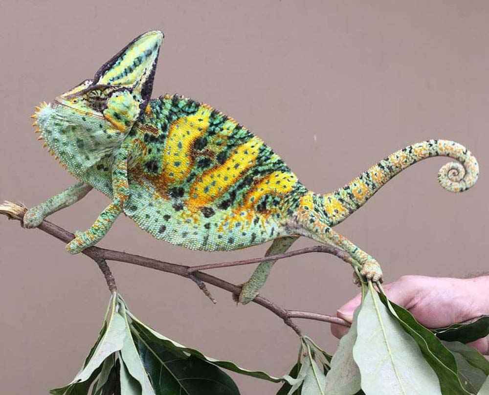 part translucent veiled chameleon