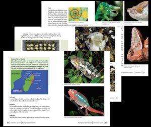 Exotic Chameleons in South Africa, their care and breeding pages