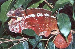 Tamatave Red Panther chameleon