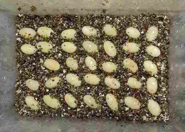 Eggs in incubation box sitting on vermiculite