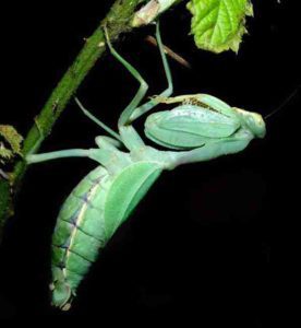 Praying mantis as chameleon food