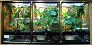 glass chameleon cage