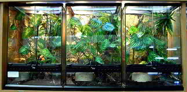 mikroskop assimilation Afdæk Choosing the best cage for your chameleon - SA-Chameleons