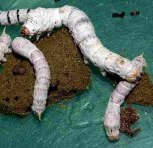 Silkworms eating artificial food