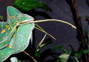 Stick insects eaten by chameleon