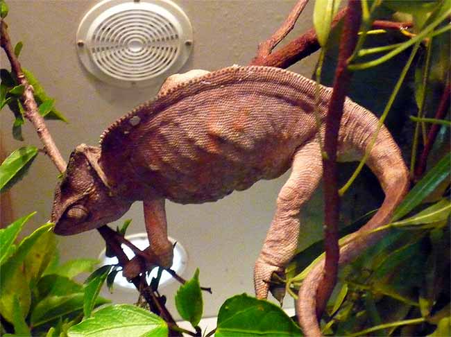 Metabolic Bone Disease in chameleons - a female showing lumps due to MBD