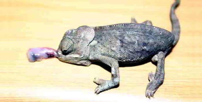 Metabolic Bone Disease in chameleons due to poor UV light