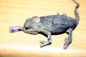 UV light deficiency caused serious Metabolic Bone Disease in this sick chameleon