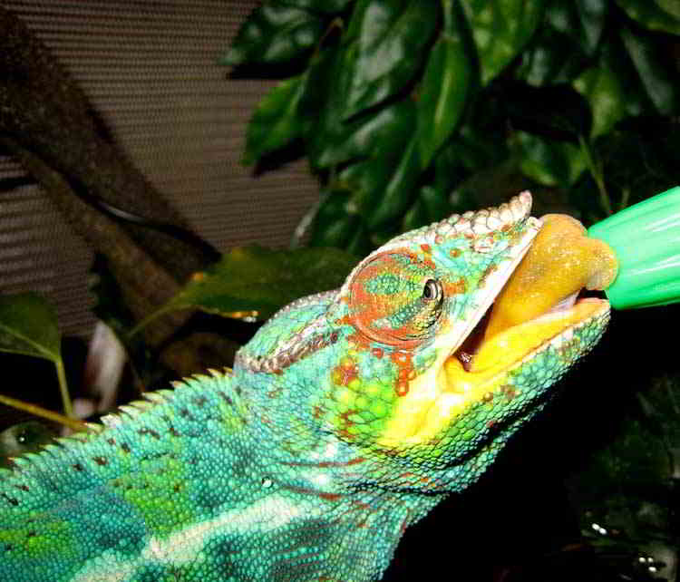 Do Chameleons Need a Water Dish?